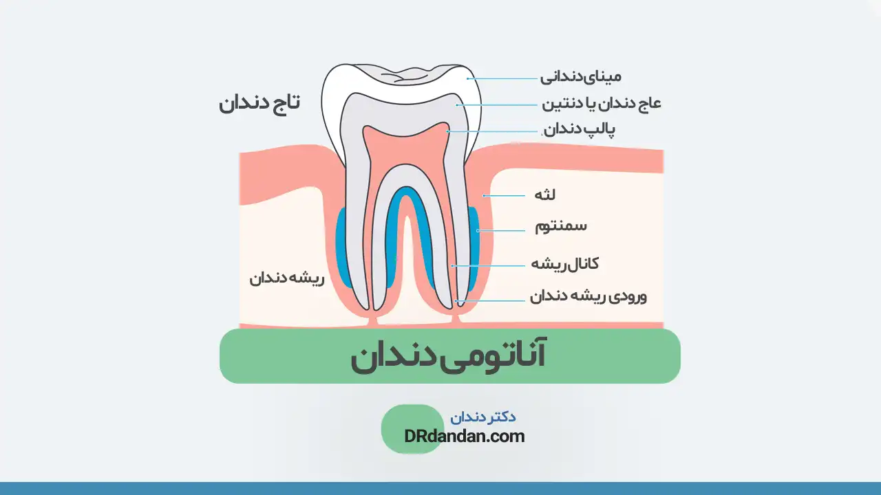 🦷 عکس ساختار و آناتومی دندان (آشنایی با 11 بخش حیاتی یک دندان با فیلم عکس)