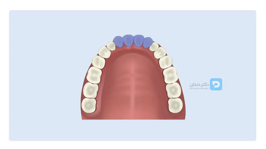 🦷 عکس ساختار و آناتومی دندان (آشنایی با 11 بخش حیاتی یک دندان با فیلم عکس)