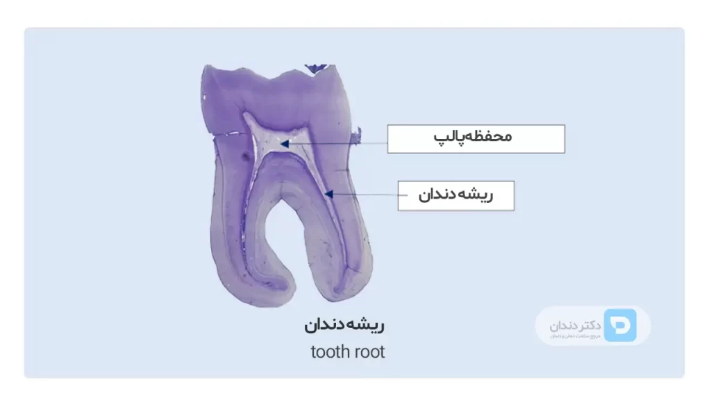 🦷 عکس ساختار و آناتومی دندان (آشنایی با 11 بخش حیاتی یک دندان با فیلم عکس)
