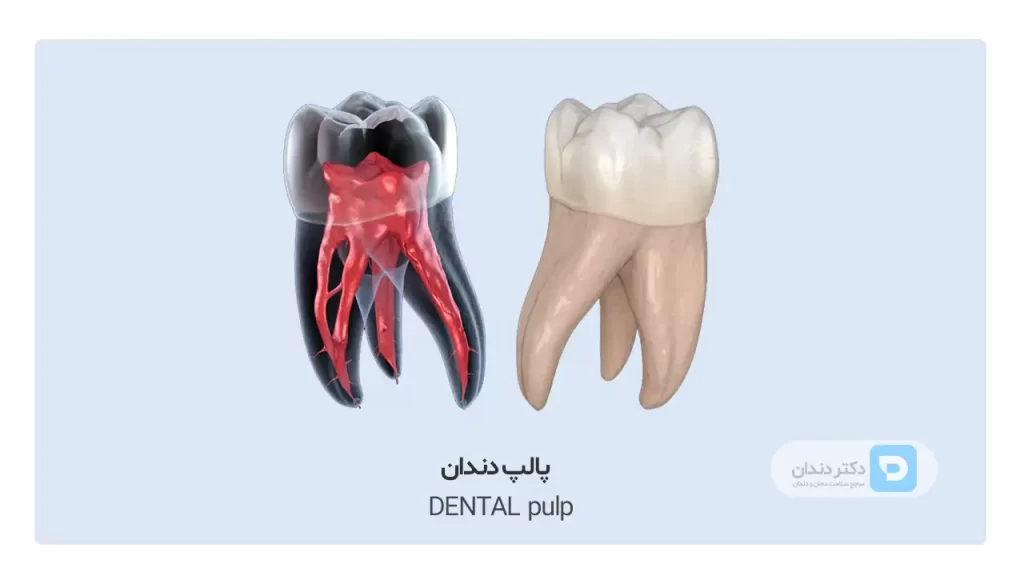 🦷 عکس ساختار و آناتومی دندان (آشنایی با 11 بخش حیاتی یک دندان با فیلم عکس)