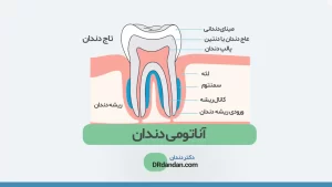 هکس آناتومی دندان ها