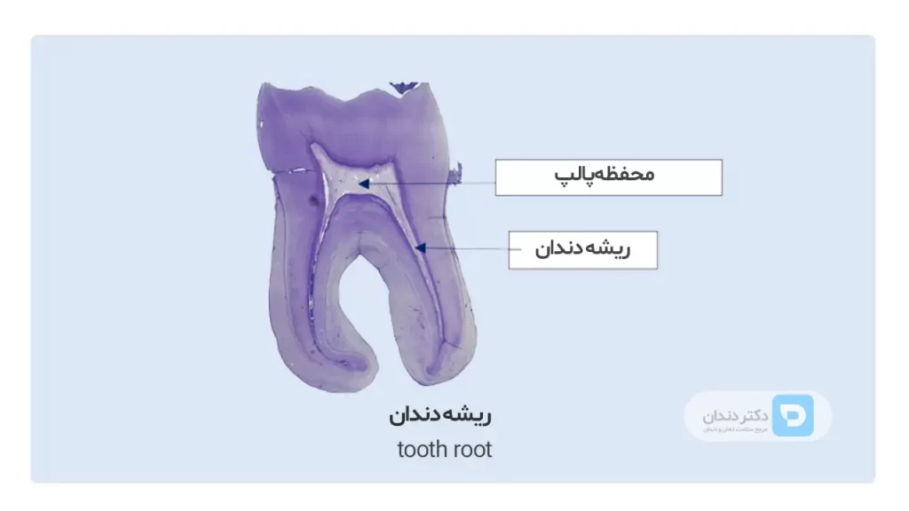 عکس ریشه دندان